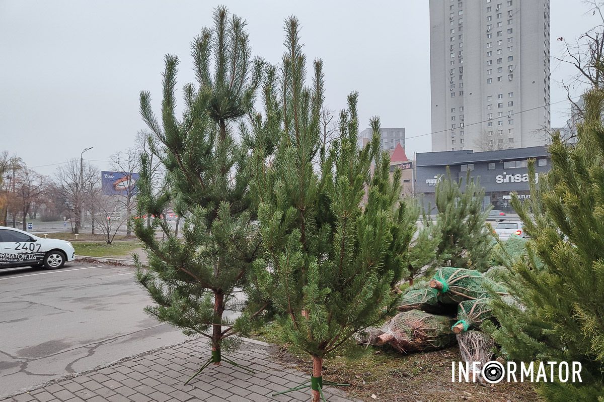 Стартовала продажа елок в Днепре Стартовала продажа елок в Днепре
