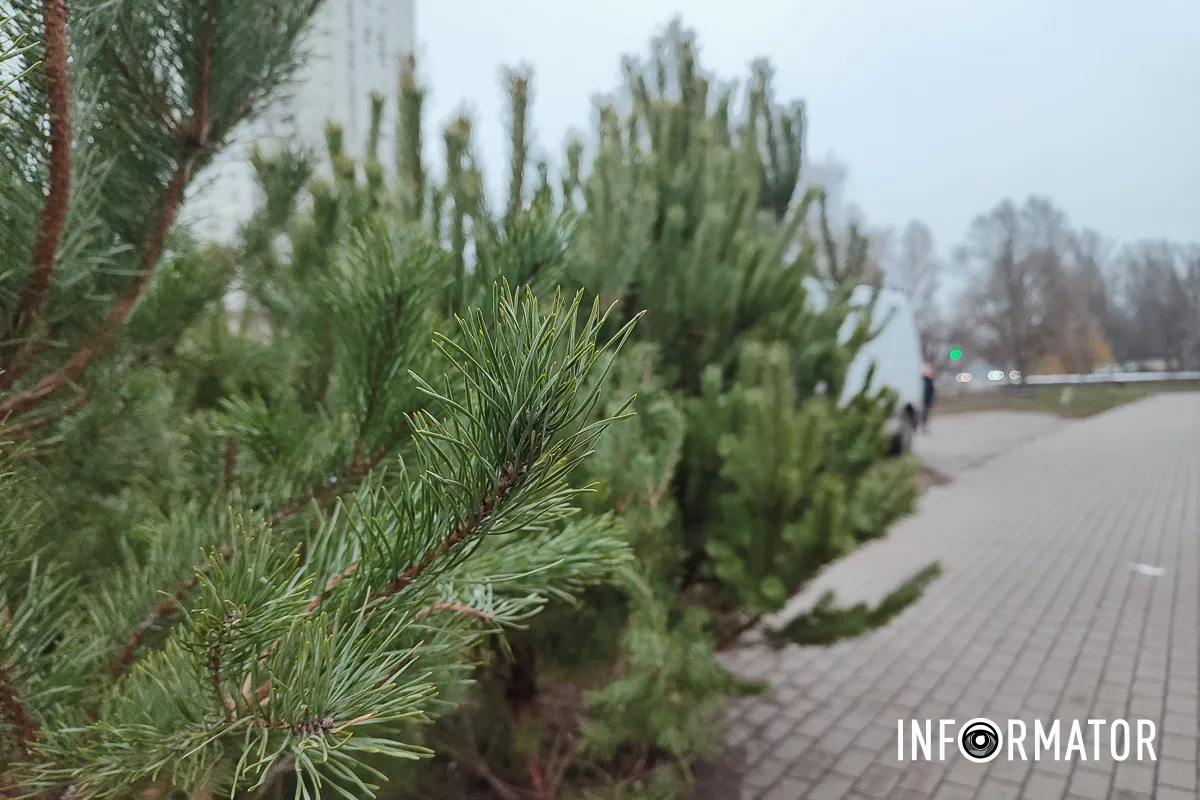 Уже можно приобрести елку Уже можно приобрести елку