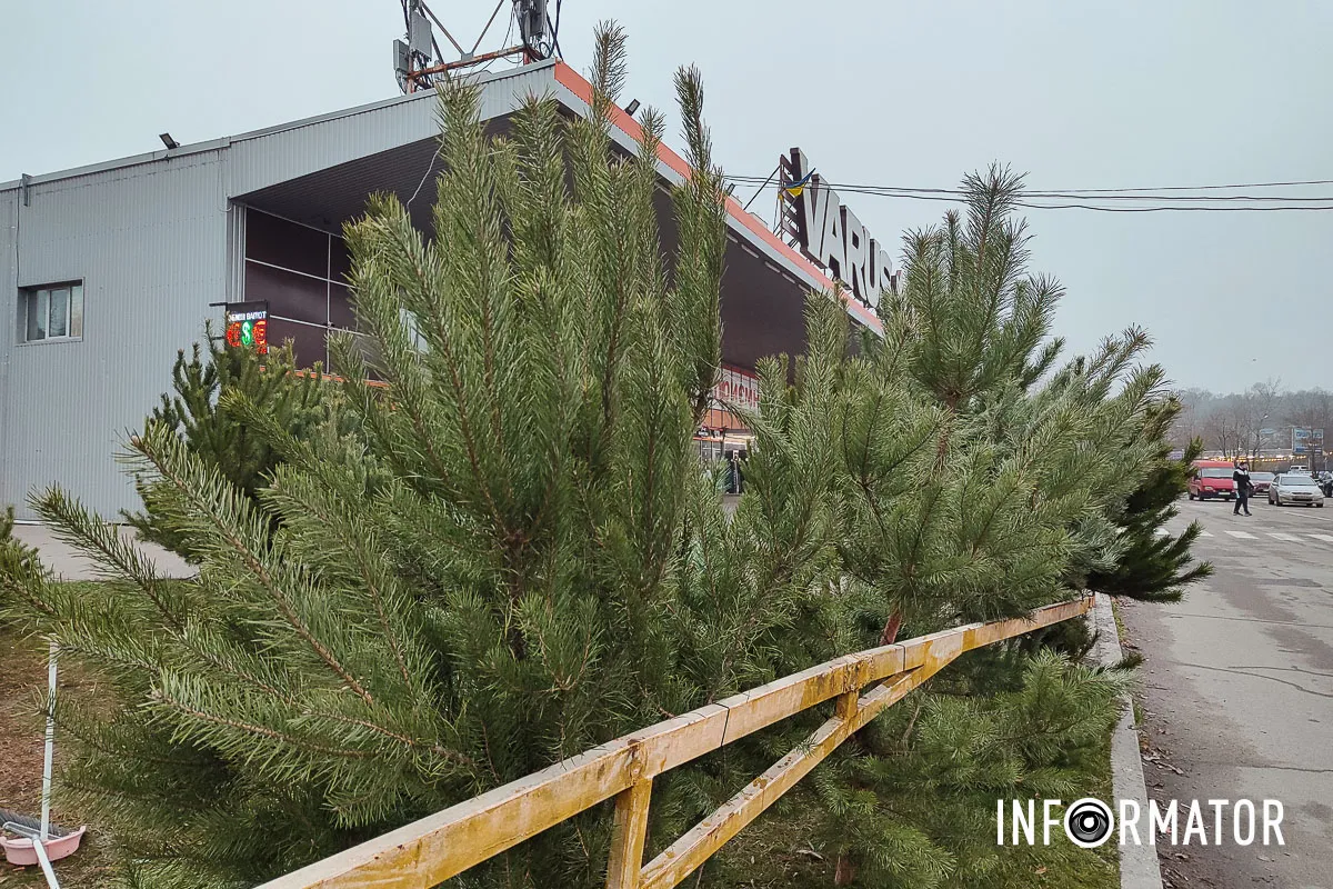 Елку уже можно купить на Победе Елку уже можно купить на Победе
