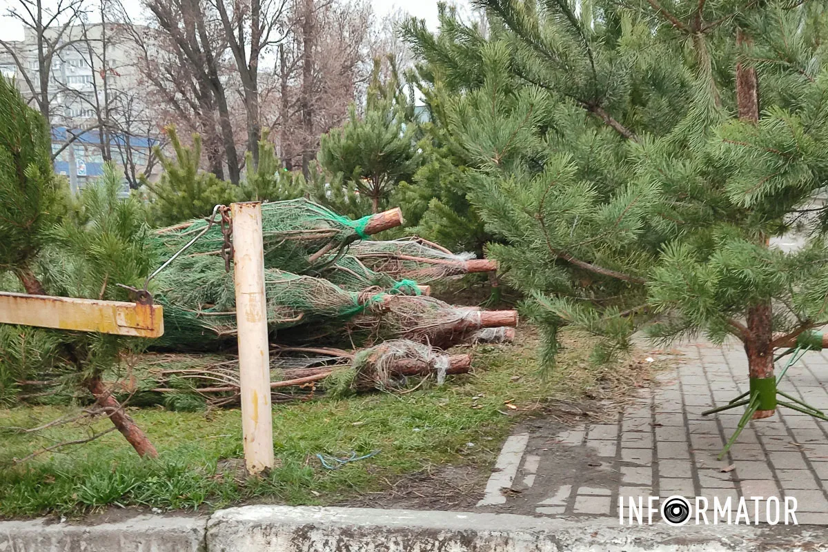 Место по продаже елок находится возле "Варуса" на Победе. Место по продаже елок находится возле "Варуса" на Победе.