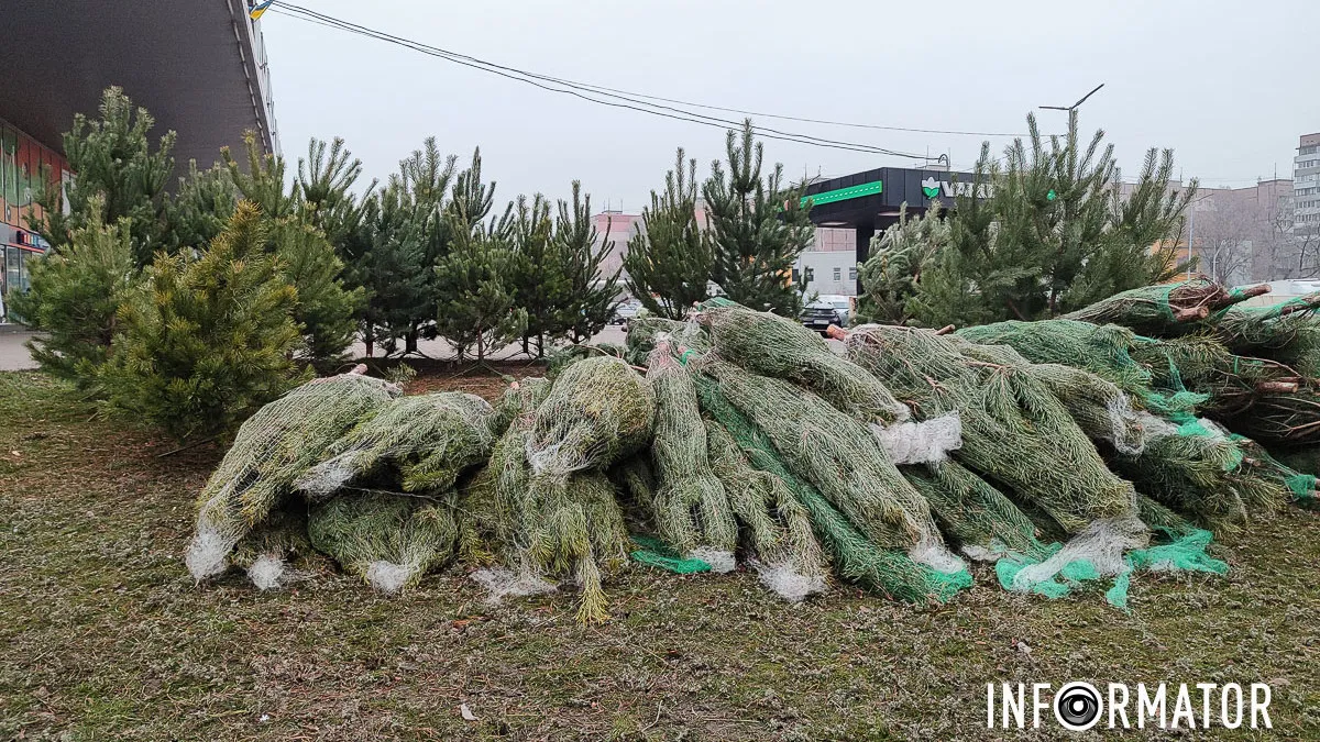 У Дніпрі на Перемозі почали продавати новорічні ялинки: скільки коштує дерево