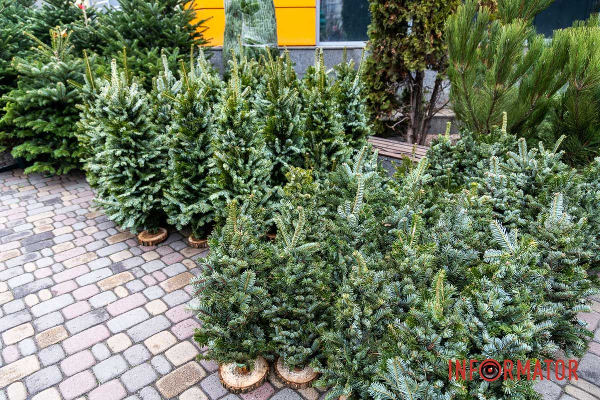 Є і по 10-12 тисяч гривень за дерево: скільки коштують новорічні ялинки на “Нагорці” та біля ТРК “Appolo” 1