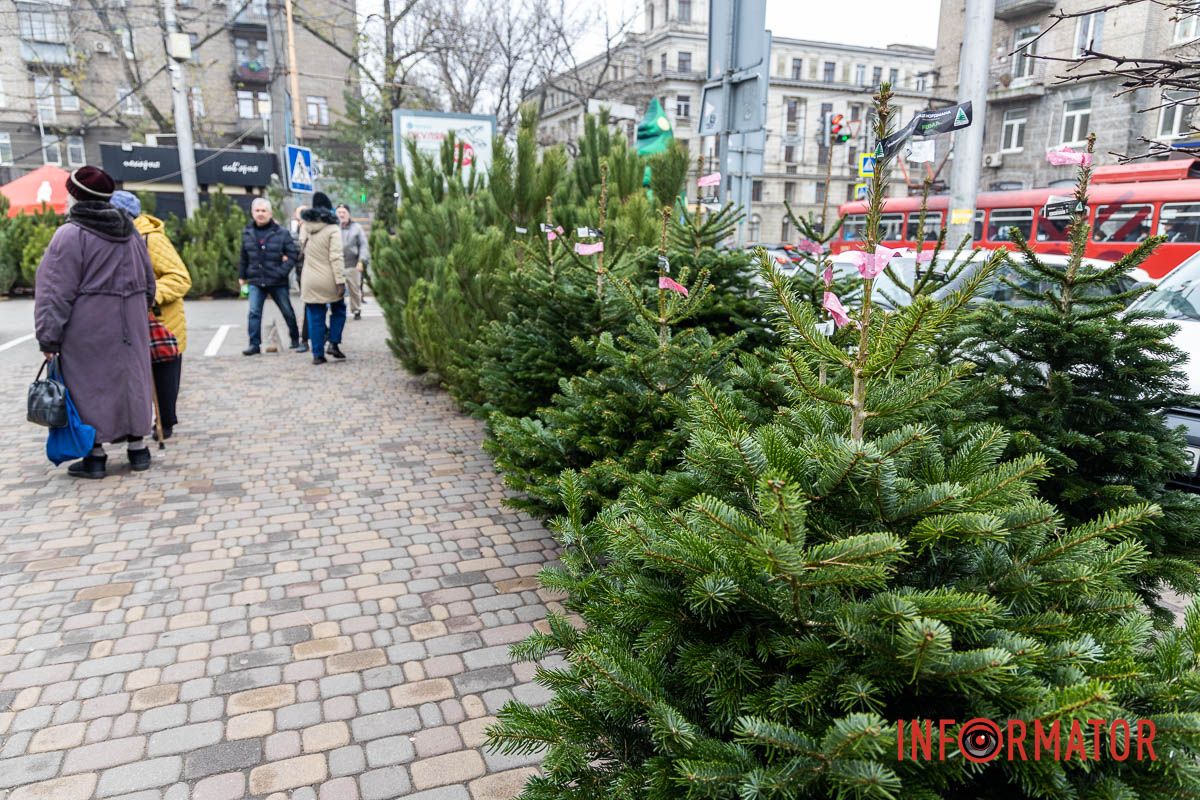 Є і по 10-12 тисяч гривень за дерево: скільки коштують новорічні ялинки на “Нагорці” та біля ТРК “Appolo” 2
