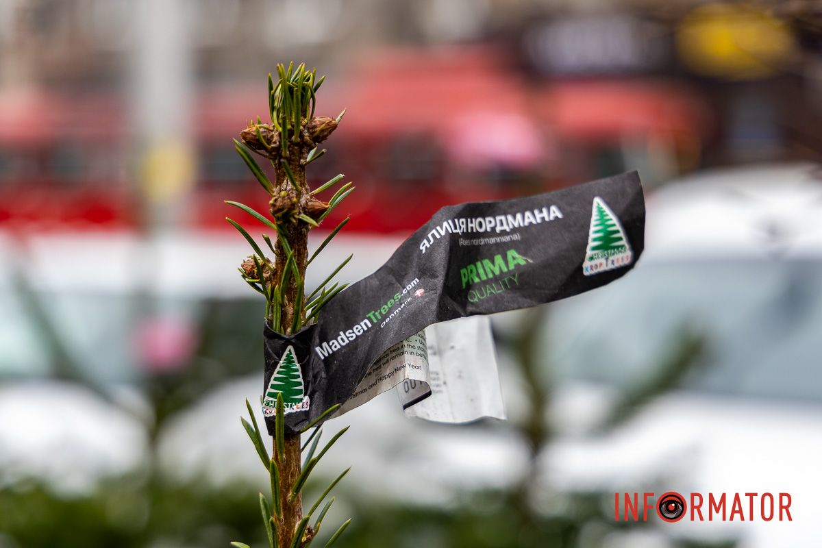 Є і по 10-12 тисяч гривень за дерево: скільки коштують новорічні ялинки на “Нагорці” та біля ТРК “Appolo” 3