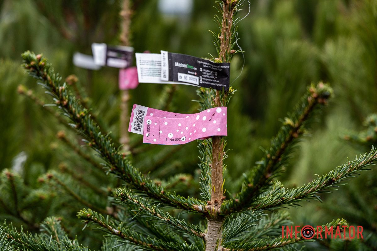 Є і по 10-12 тисяч гривень за дерево: скільки коштують новорічні ялинки на “Нагорці” та біля ТРК “Appolo” 4