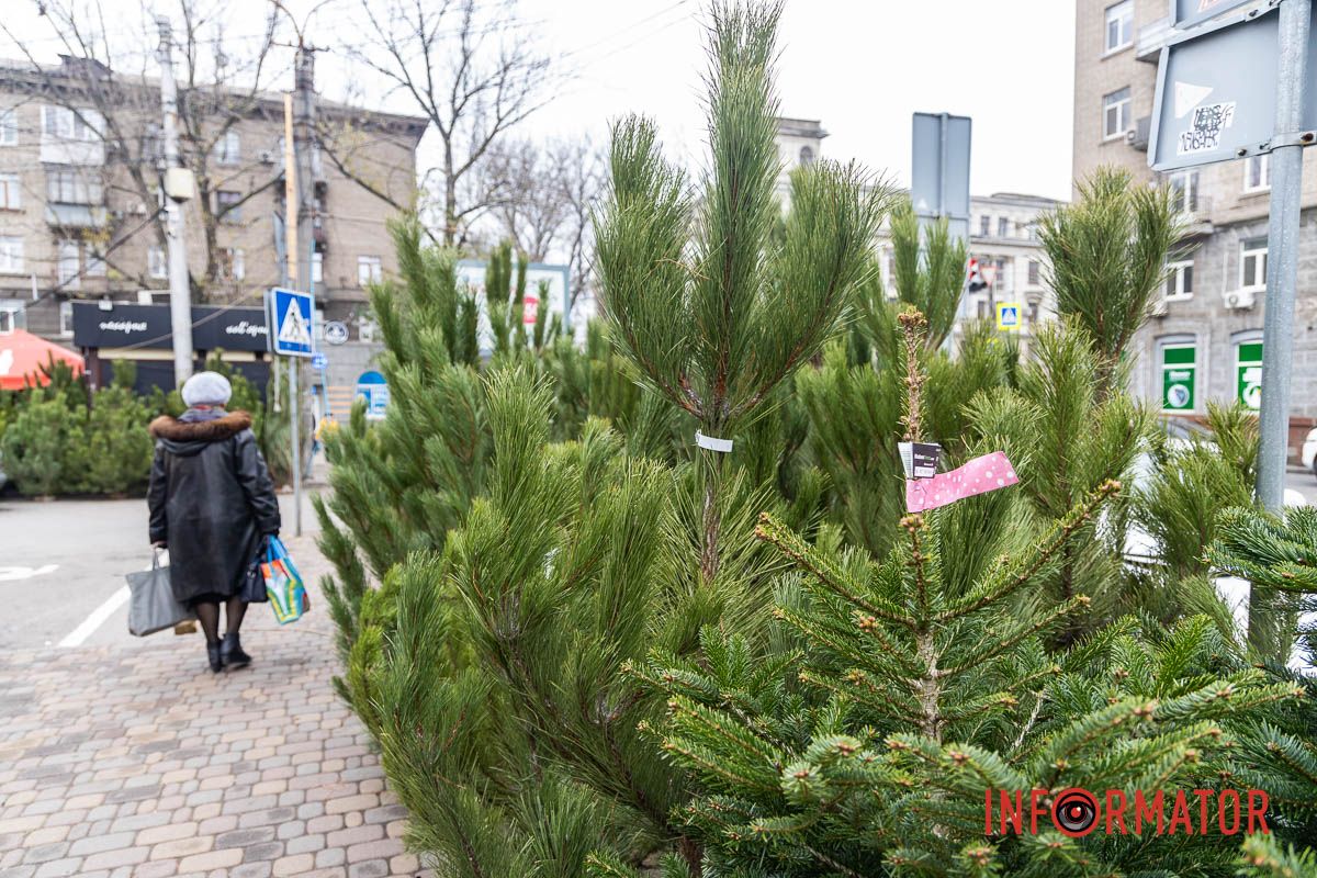 Є і по 10-12 тисяч гривень за дерево: скільки коштують новорічні ялинки на “Нагорці” та біля ТРК “Appolo” 6
