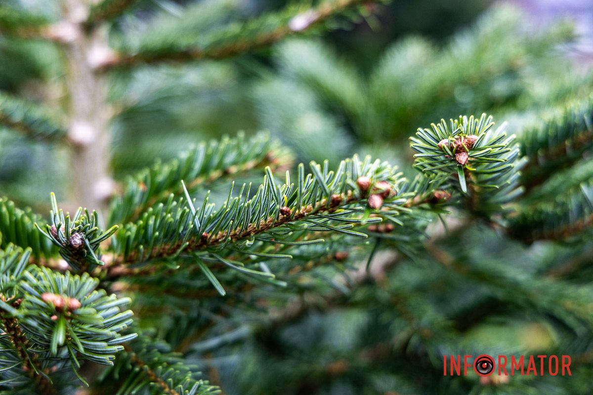 Є і по 10-12 тисяч гривень за дерево: скільки коштують новорічні ялинки на “Нагорці” та біля ТРК “Appolo” 7