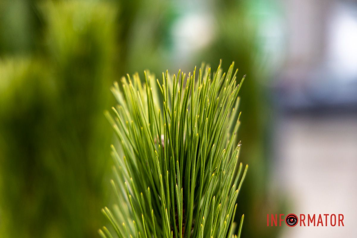 Є і по 10-12 тисяч гривень за дерево: скільки коштують новорічні ялинки на “Нагорці” та біля ТРК “Appolo” 11