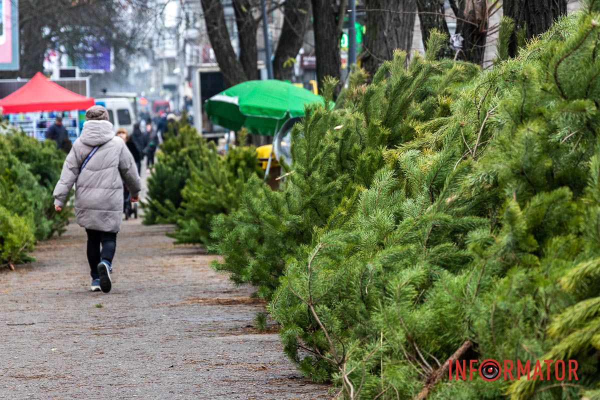 Є і по 10-12 тисяч гривень за дерево: скільки коштують новорічні ялинки на “Нагорці” та біля ТРК “Appolo” 13