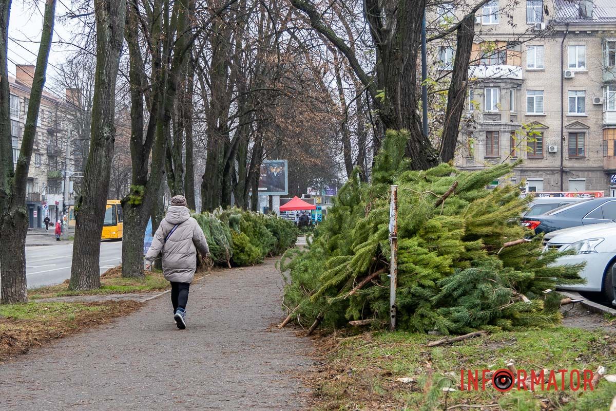 Є і по 10-12 тисяч гривень за дерево: скільки коштують новорічні ялинки на “Нагорці” та біля ТРК “Appolo” 14