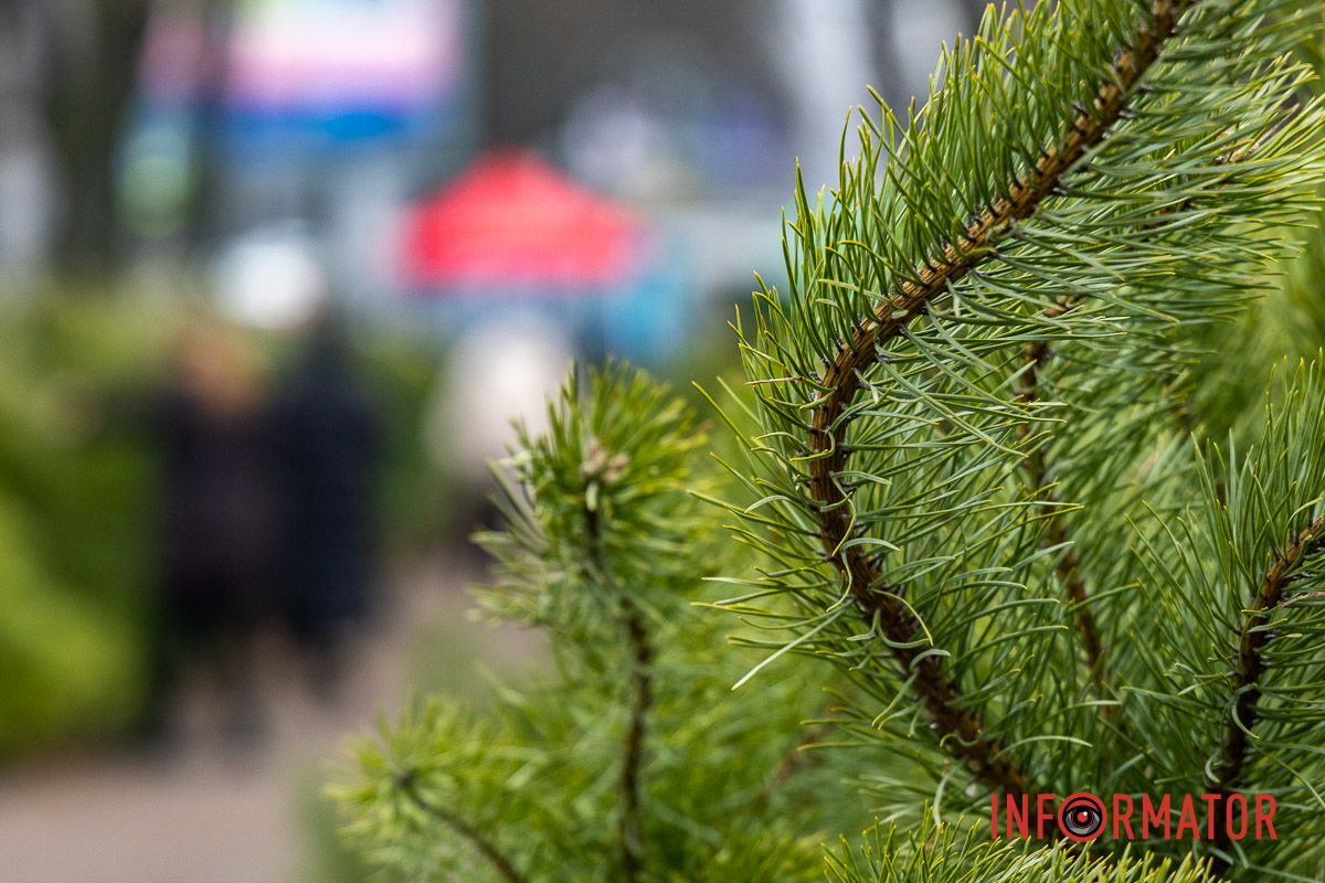 Є і по 10-12 тисяч гривень за дерево: скільки коштують новорічні ялинки на “Нагорці” та біля ТРК “Appolo” 17