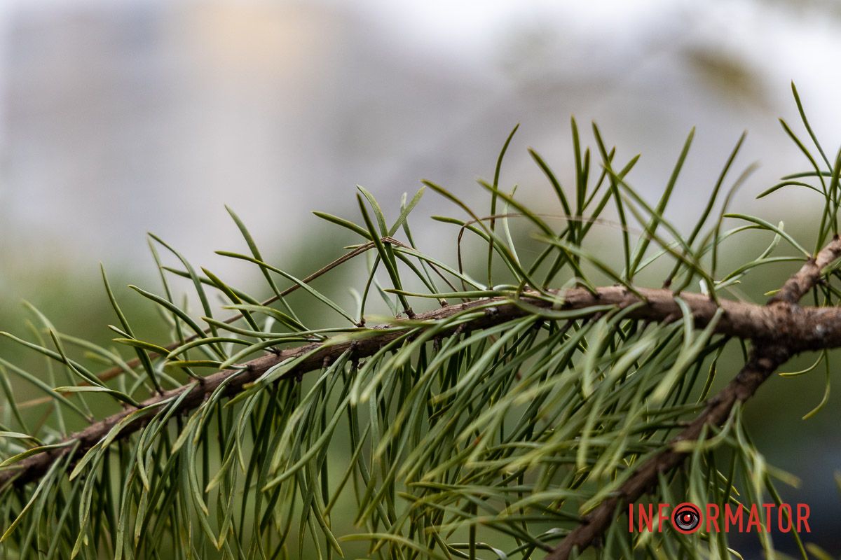 Є і по 10-12 тисяч гривень за дерево: скільки коштують новорічні ялинки на “Нагорці” та біля ТРК “Appolo” 18