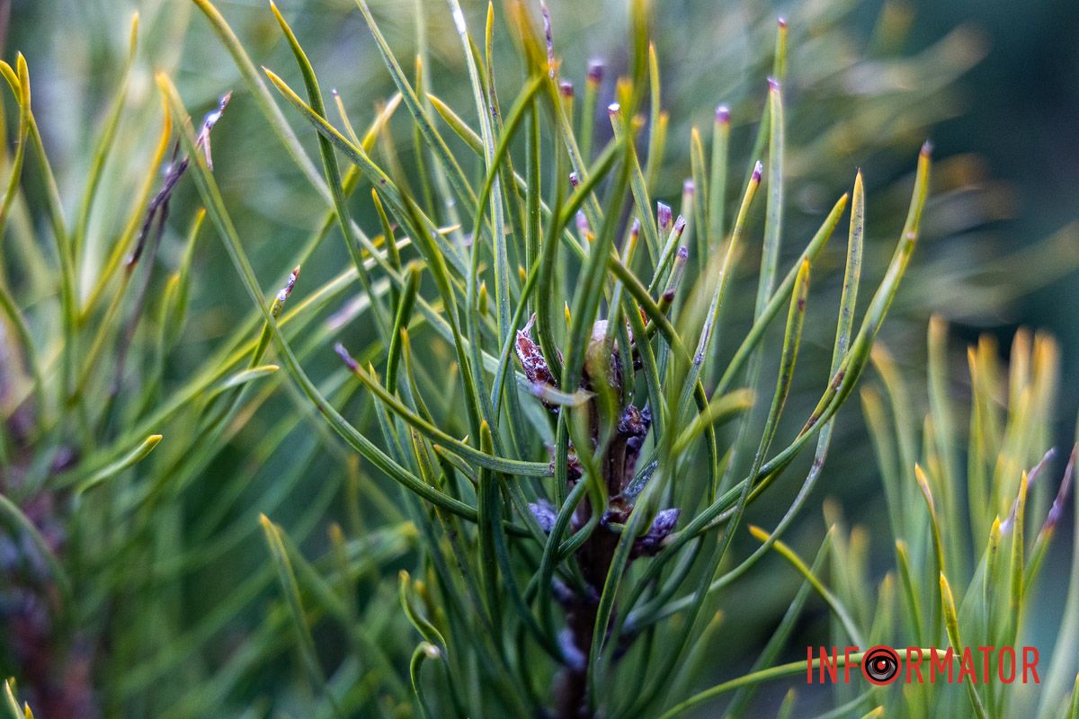 Є і по 10-12 тисяч гривень за дерево: скільки коштують новорічні ялинки на “Нагорці” та біля ТРК “Appolo” 21