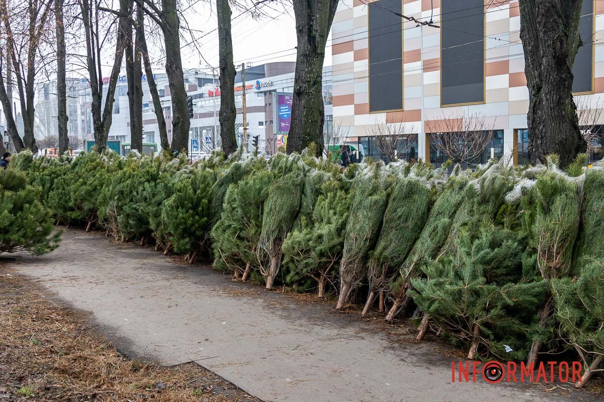 Є і по 10-12 тисяч гривень за дерево: скільки коштують новорічні ялинки на “Нагорці” та біля ТРК “Appolo” 22