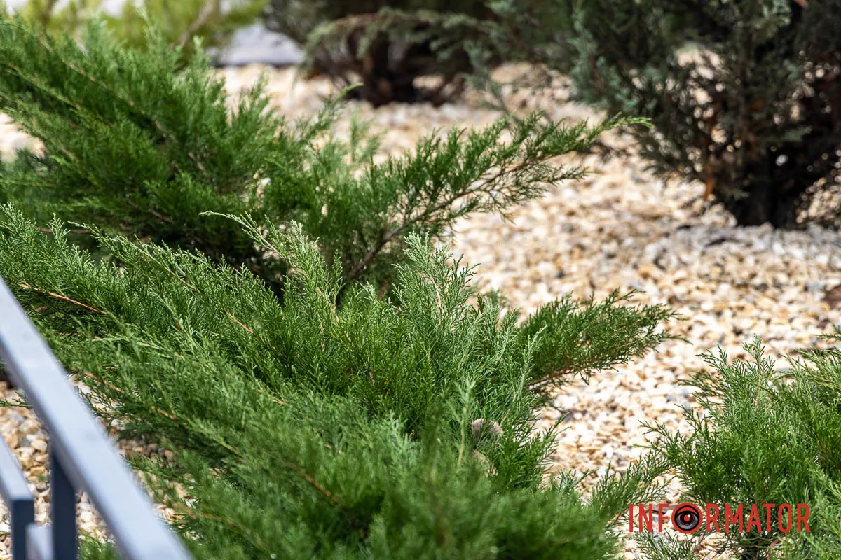 Мільйон на полив під час війни: у Дніпрі на проспекті Хмельницького облаштували сквер 4