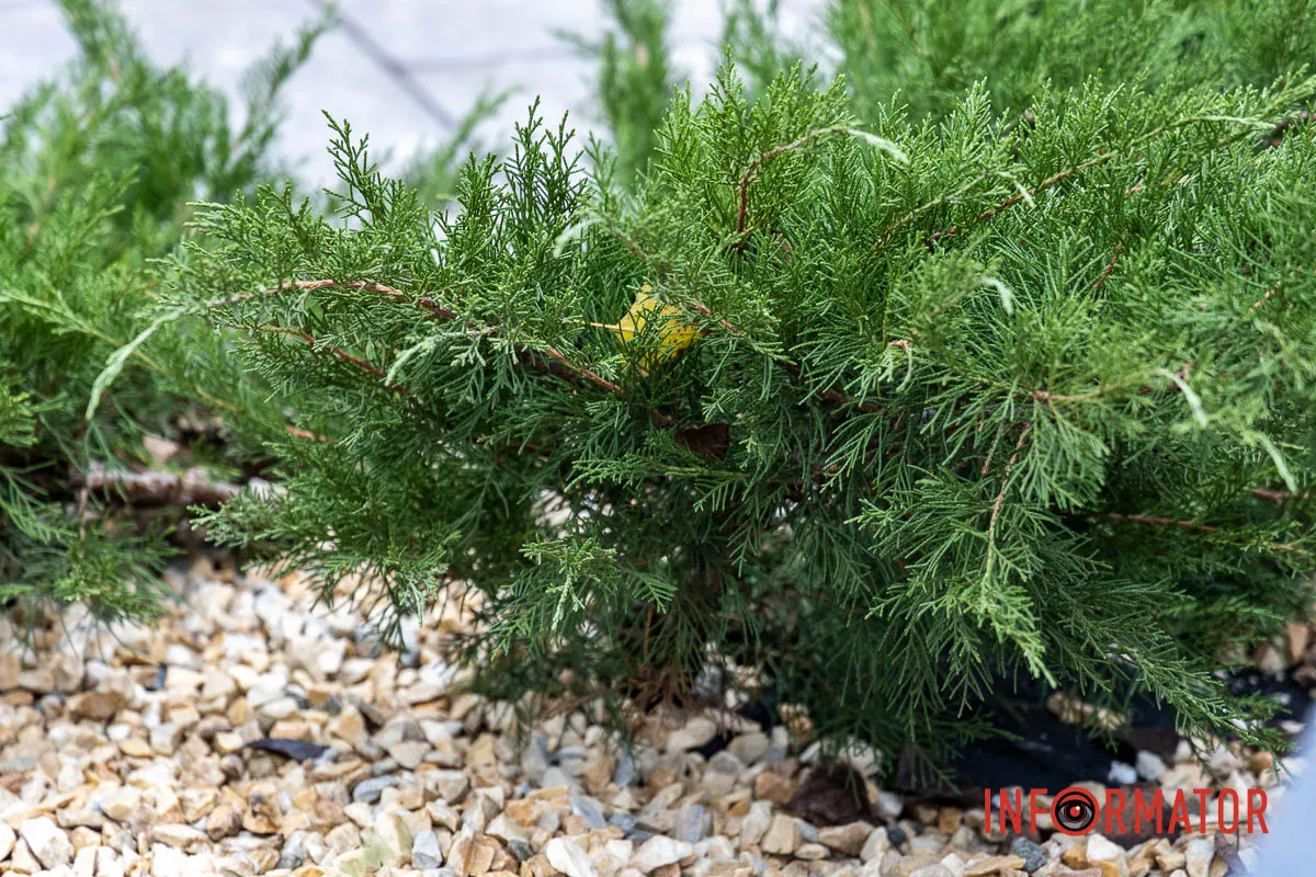 Мільйон на полив під час війни: у Дніпрі на проспекті Хмельницького облаштували сквер 5