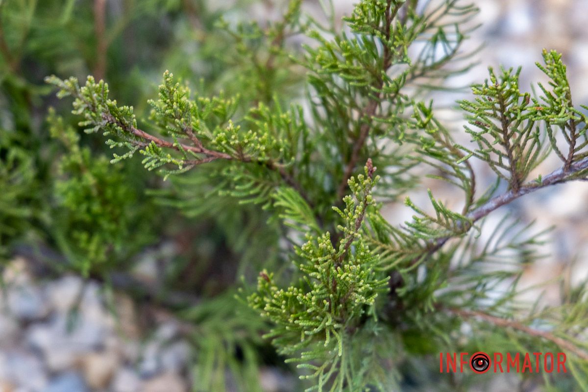 Мільйон на полив під час війни: у Дніпрі на проспекті Хмельницького облаштували сквер 7