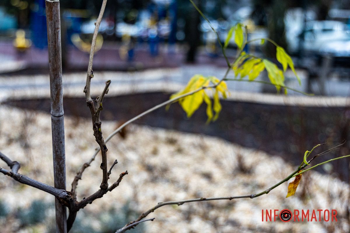 Мільйон на полив під час війни: у Дніпрі на проспекті Хмельницького облаштували сквер 9