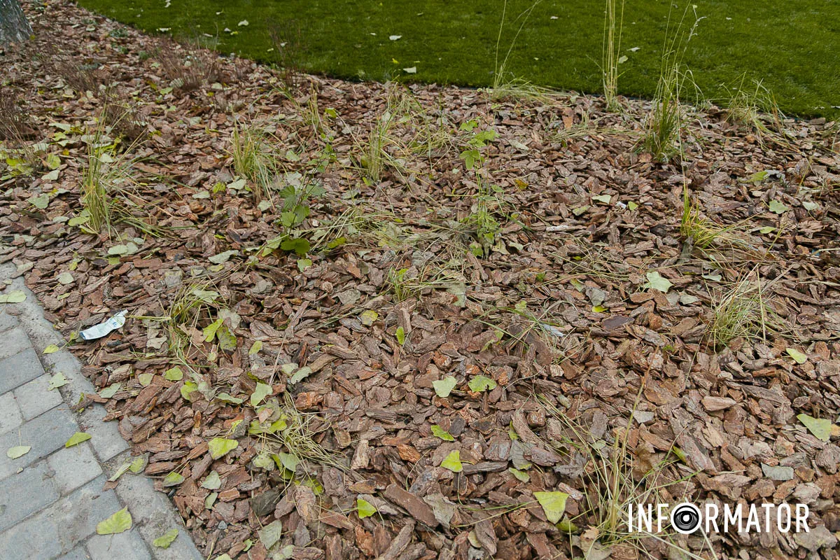 У Дніпрі замість пустиря з’явилася нова зелена зона відпочинку: що там зробили 5