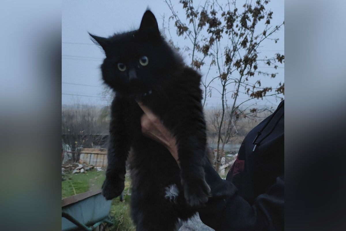 1-летняя кошечка ищет семью