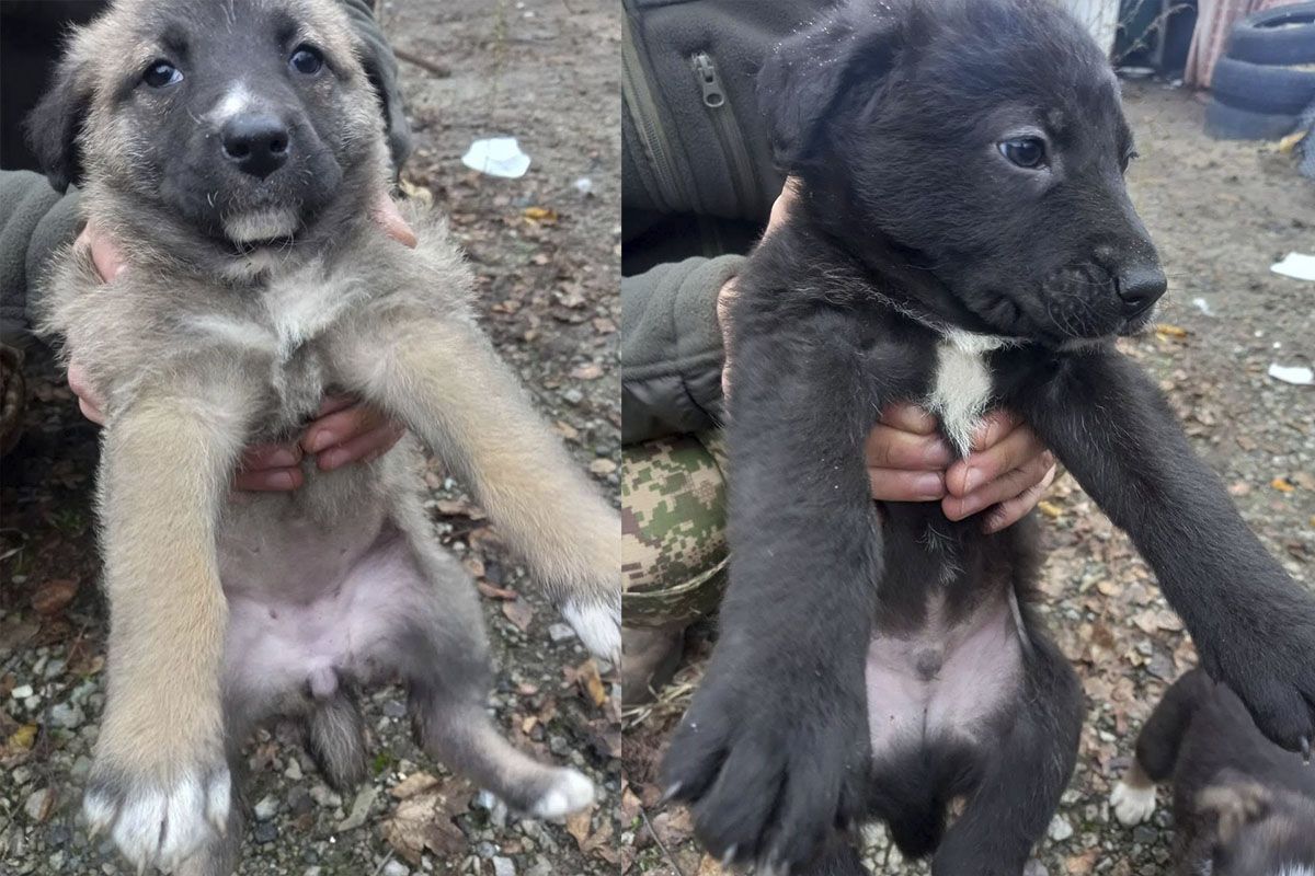 Щенки ищут дом