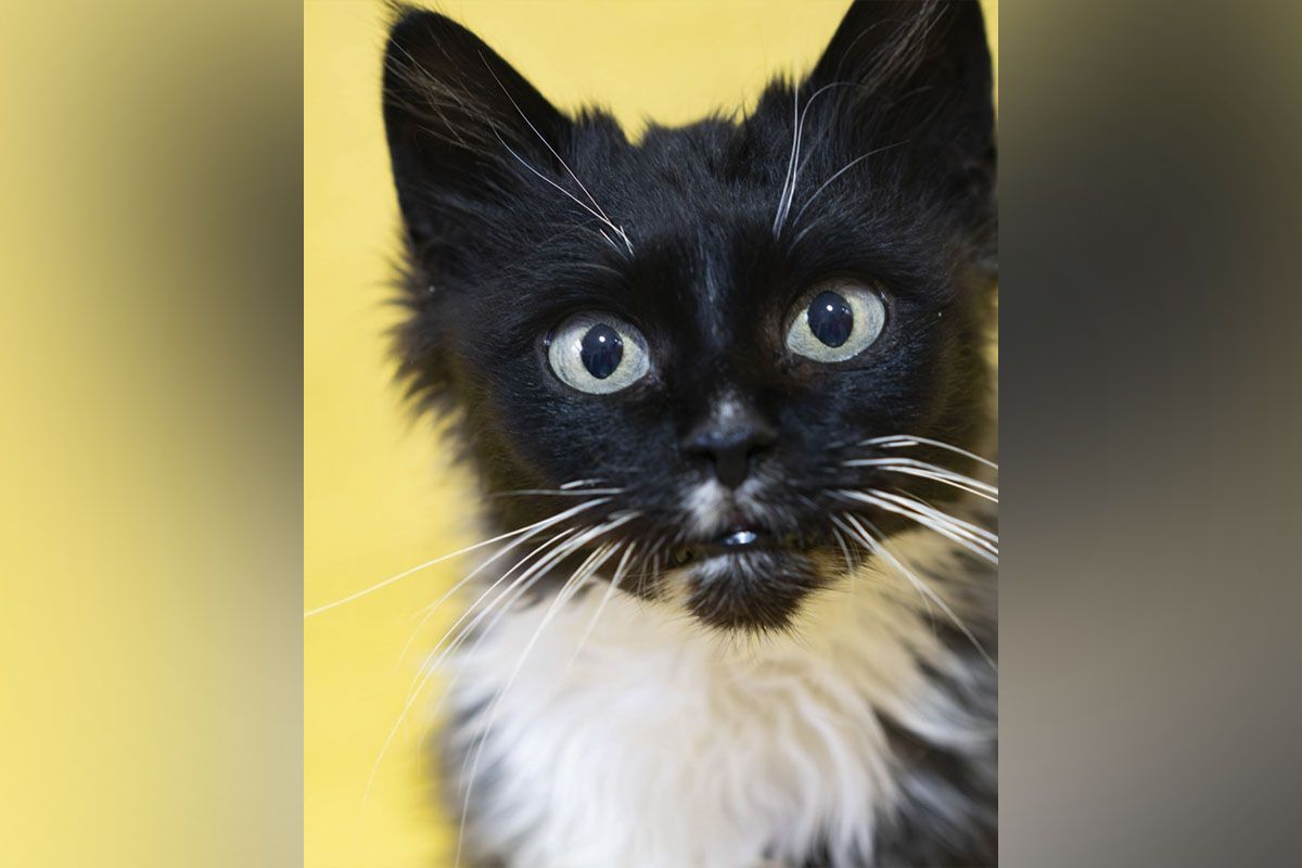 Кошечка ищет семью