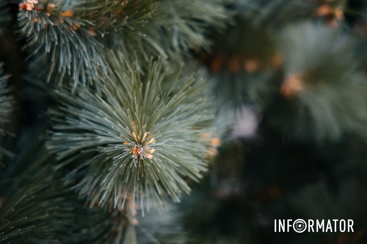 Свято наближається: як виглядають у різдвяні локації біля «МОСТ-Сіті» та «Вавілону» у Дніпрі 18