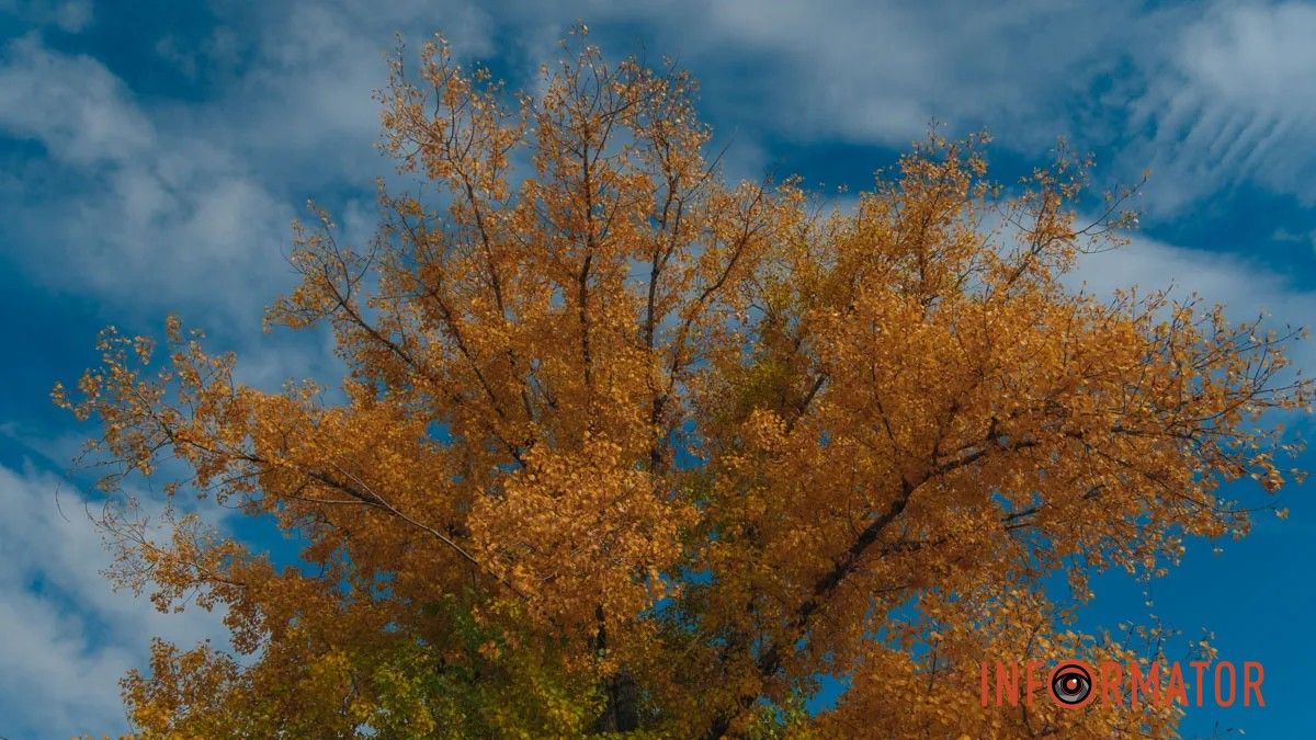 Погода на 8 грудня: у Дніпрі цілий день буде хмарно