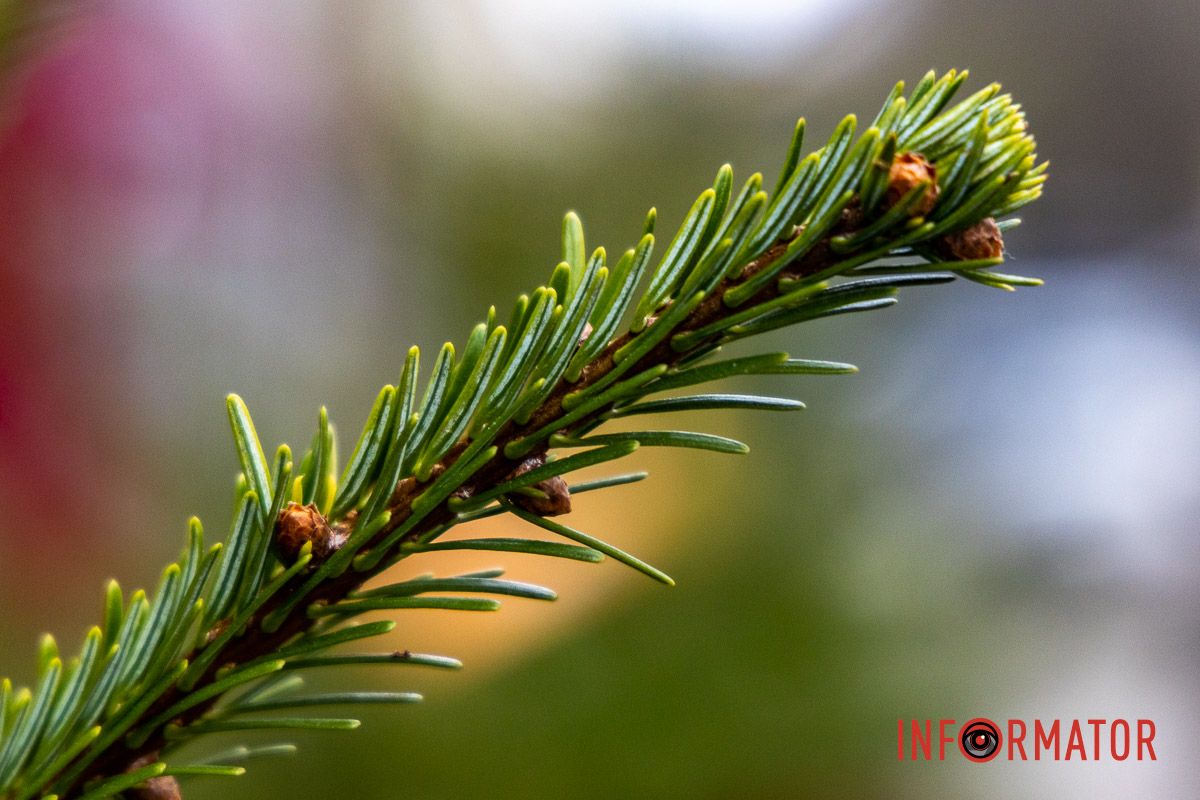 Де зробити святкові фото у Дніпрі: безкоштовні новорічні фотозони 16