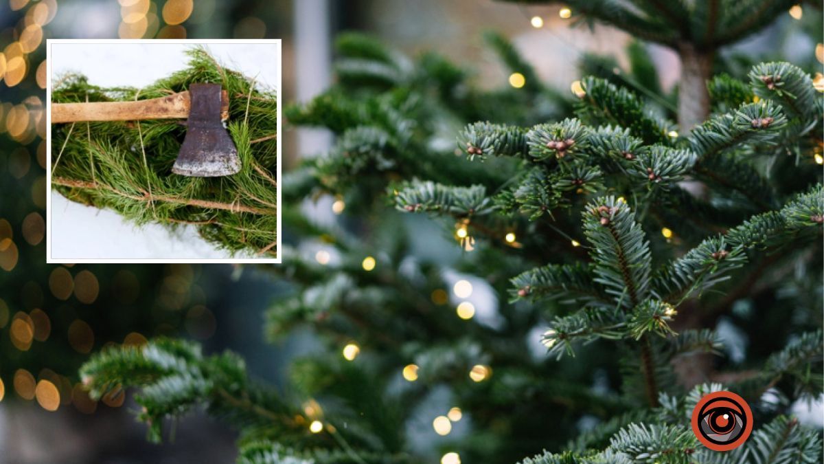 В Украине втрое выросли штрафы за нелегальную вырубку елок перед новогодними праздниками