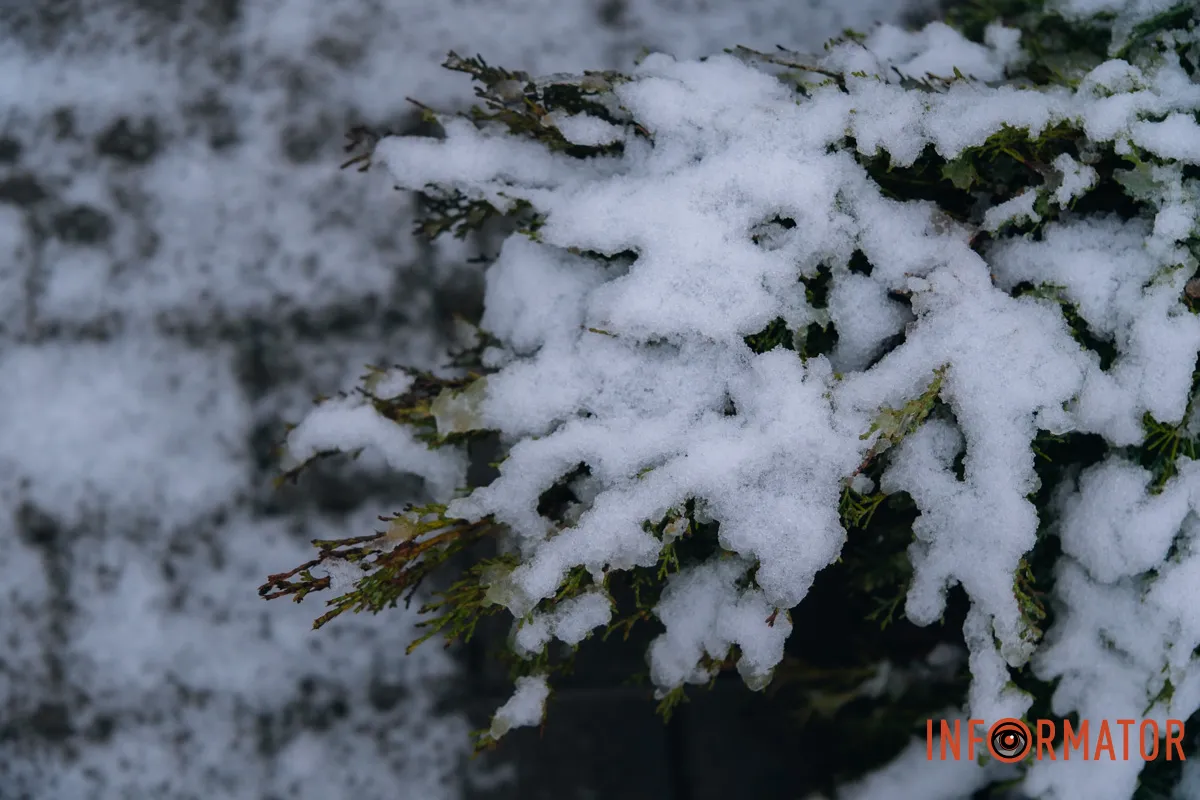 Дерева під ковдрою Зимова казка: вулиці Дніпра вкрив сніг 18
