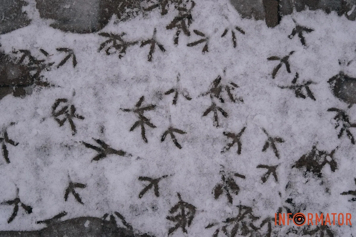 Сліди пташиних лап Сліди пташиних лап