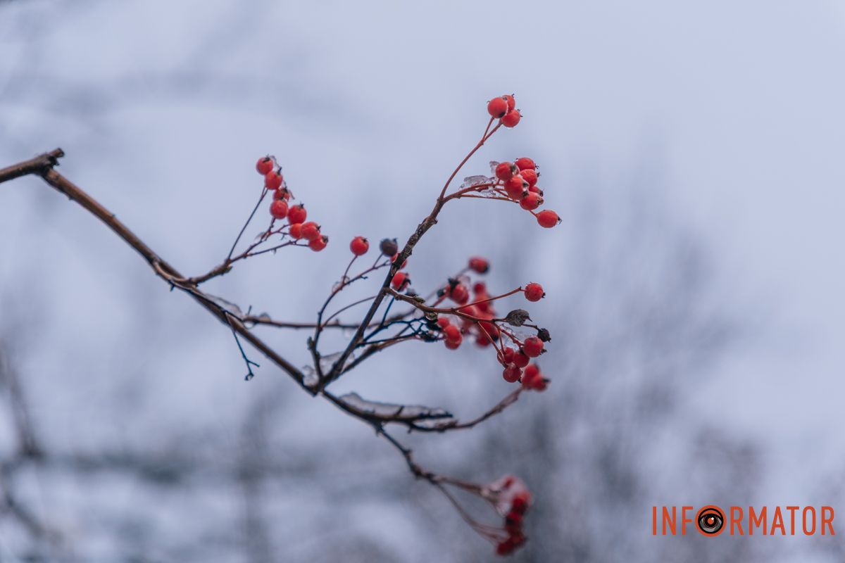 Червоні ягоди Червоні ягоди