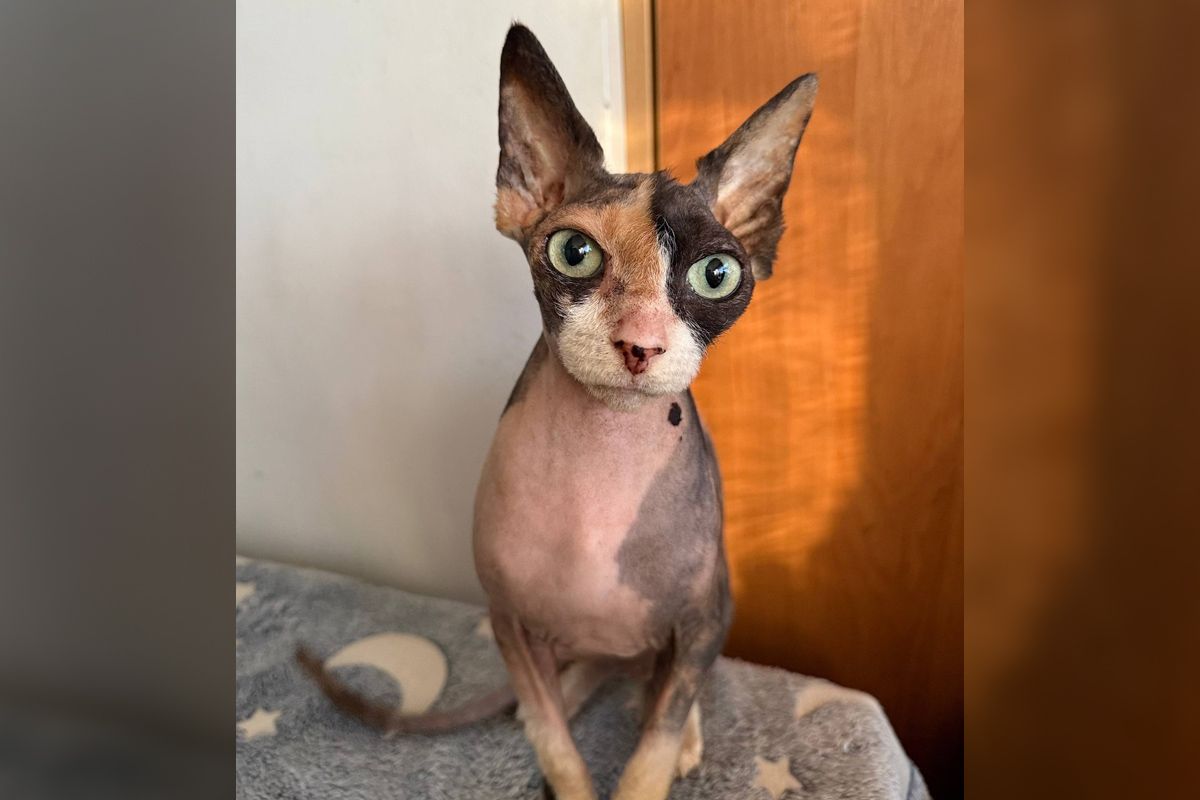 Стеша Стеша