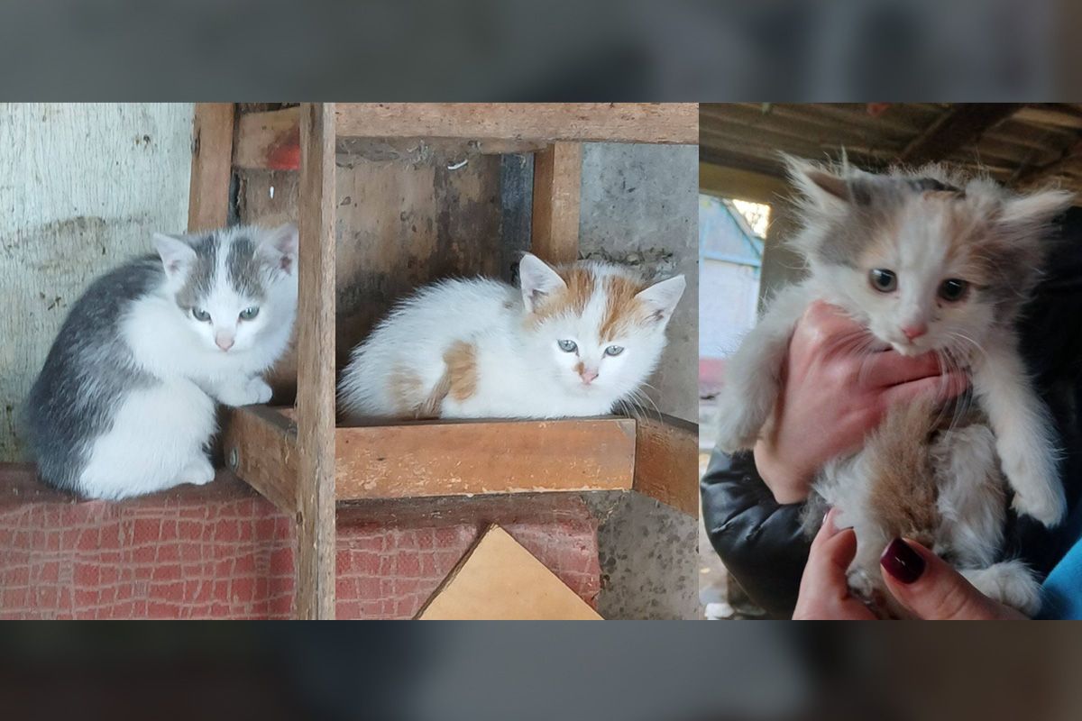 Котята ищут дом Котята ищут дом