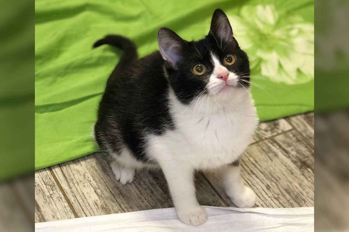 Плюшевая Плюшевая