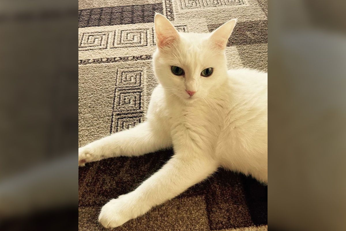 Белка Белка