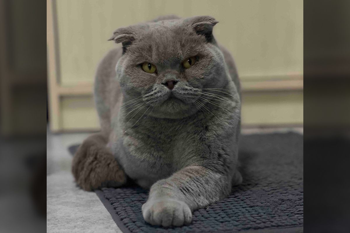 Котик ищет семью Котик ищет семью