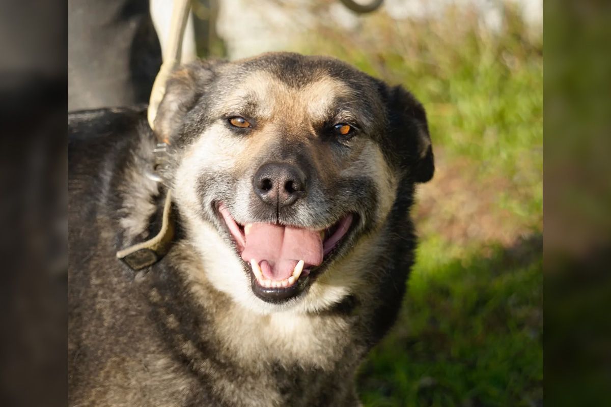 Тузик Тузик