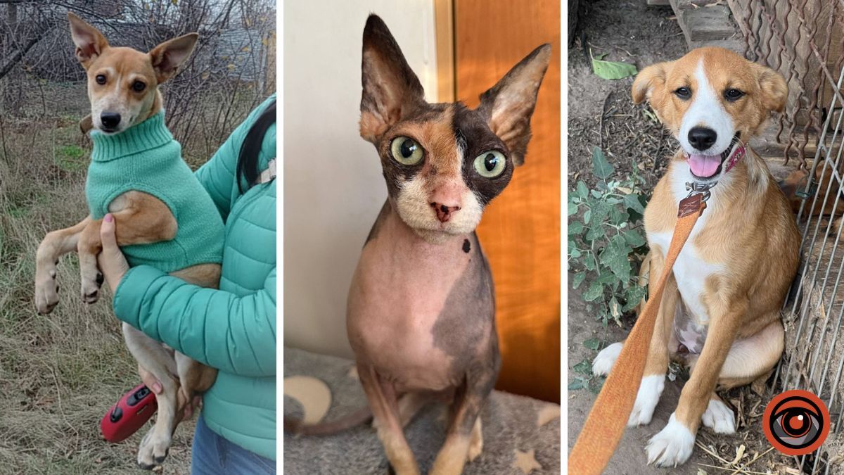 Зима без дому – небезпека для пухнастих: у Дніпрі шукають господарів котикам та собачкам