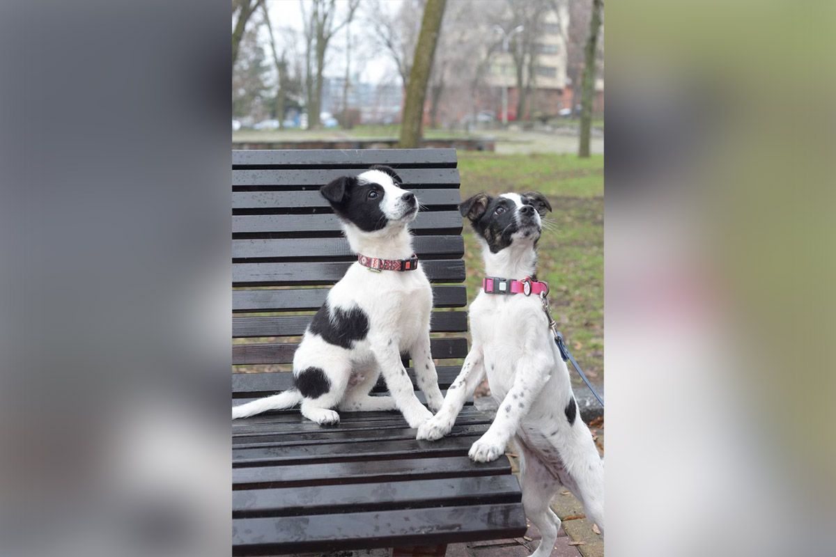 Цуценята з-під Покровська