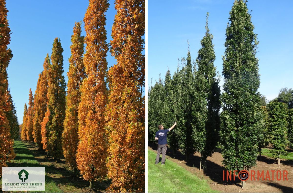 Дуже схожі дерева