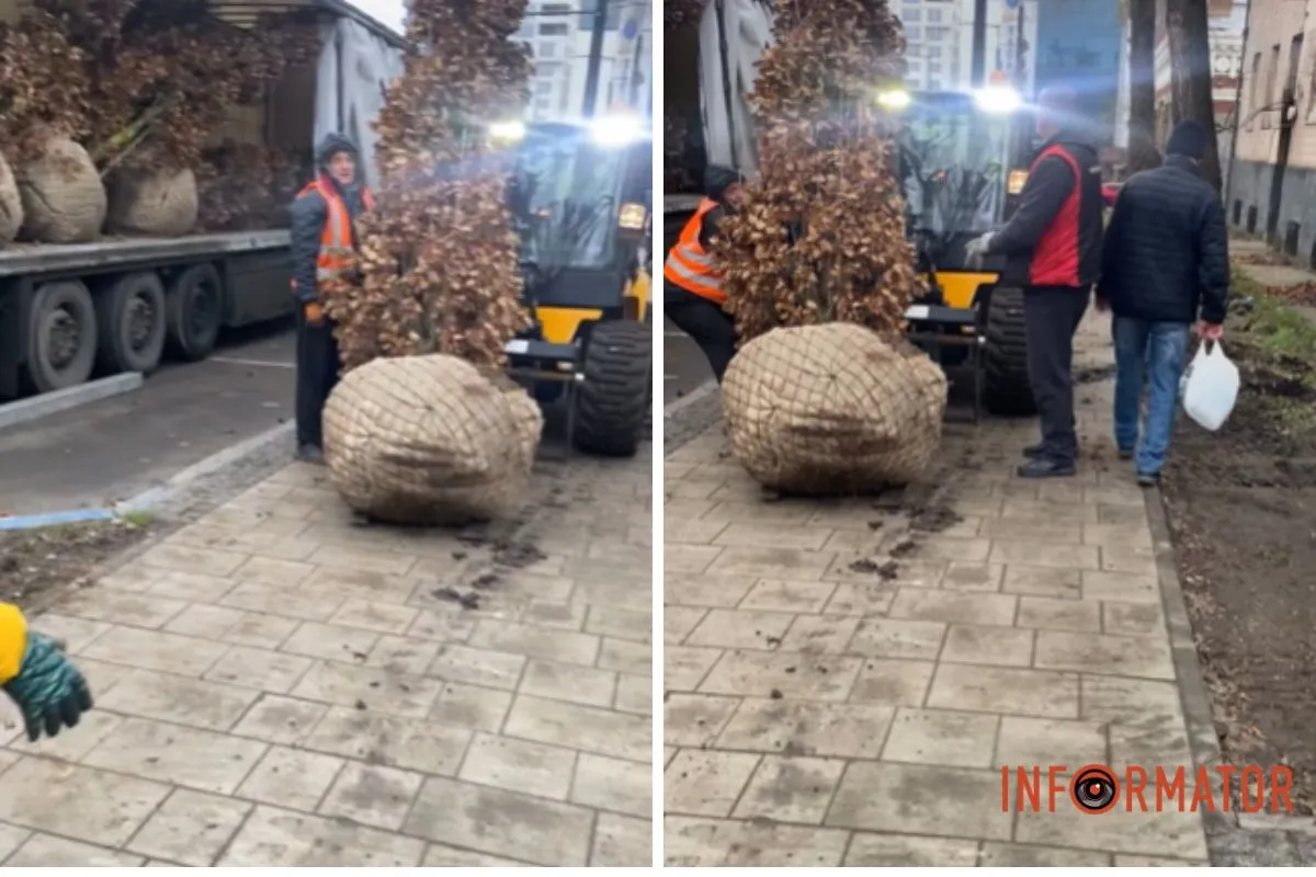 Дерева привезли фурою. Джерела: @mclaud_fcdd