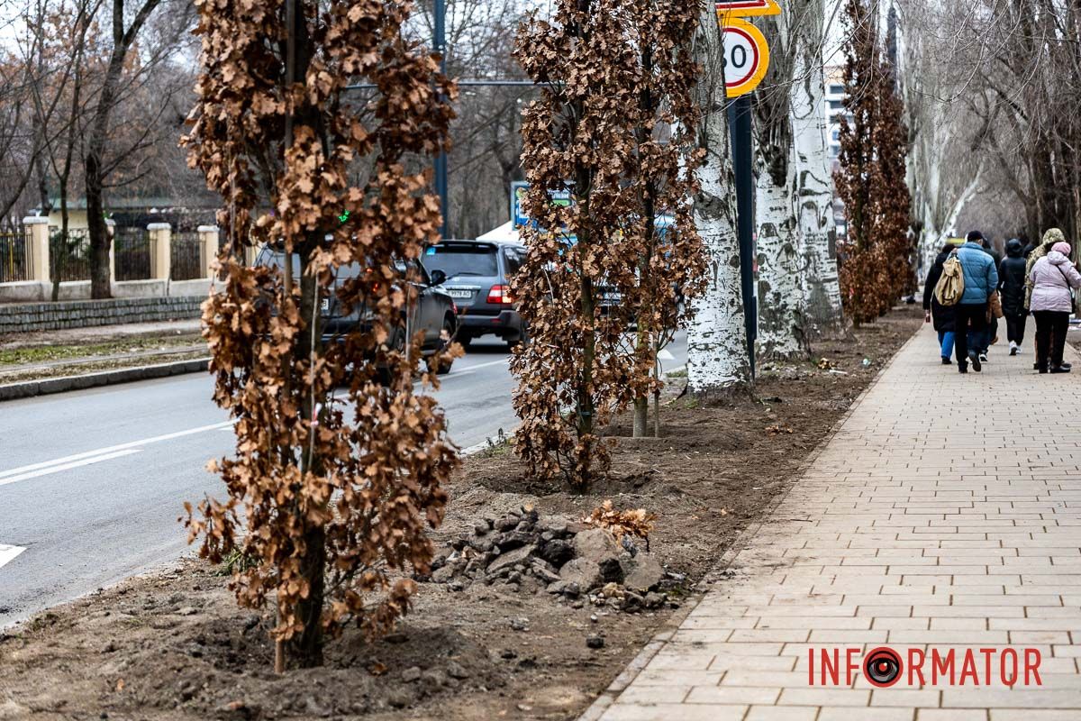 У Дніпрі на Соборній площі під час війни висадили понад 20 кущів дубів 1