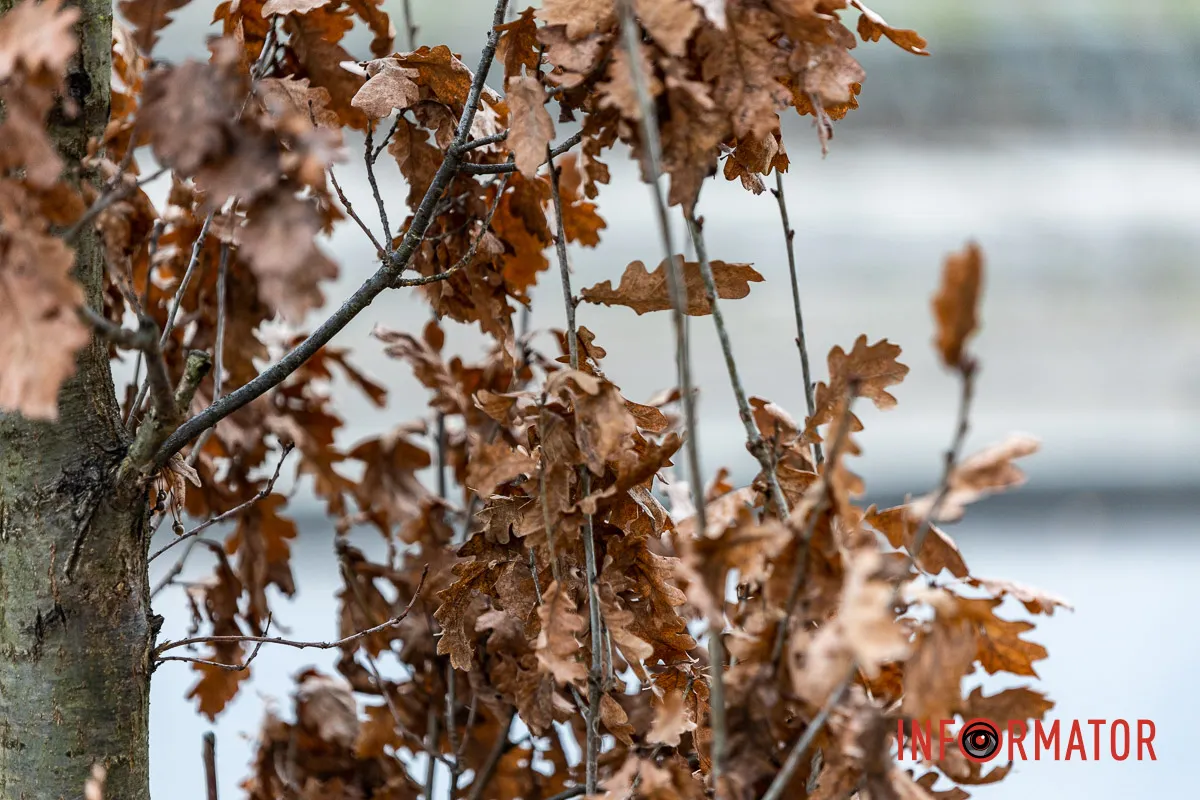 У Дніпрі на Соборній площі під час війни висадили понад 20 кущів дубів 3