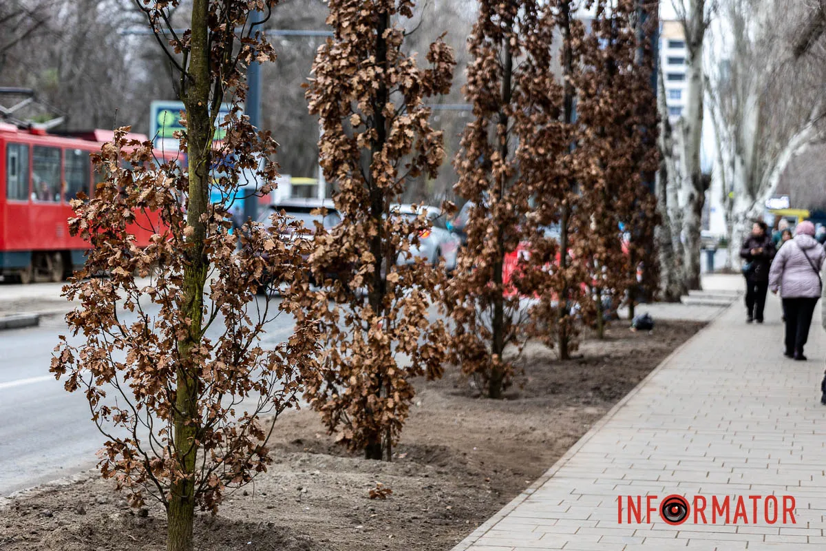У Дніпрі на Соборній площі під час війни висадили понад 20 кущів дубів 11