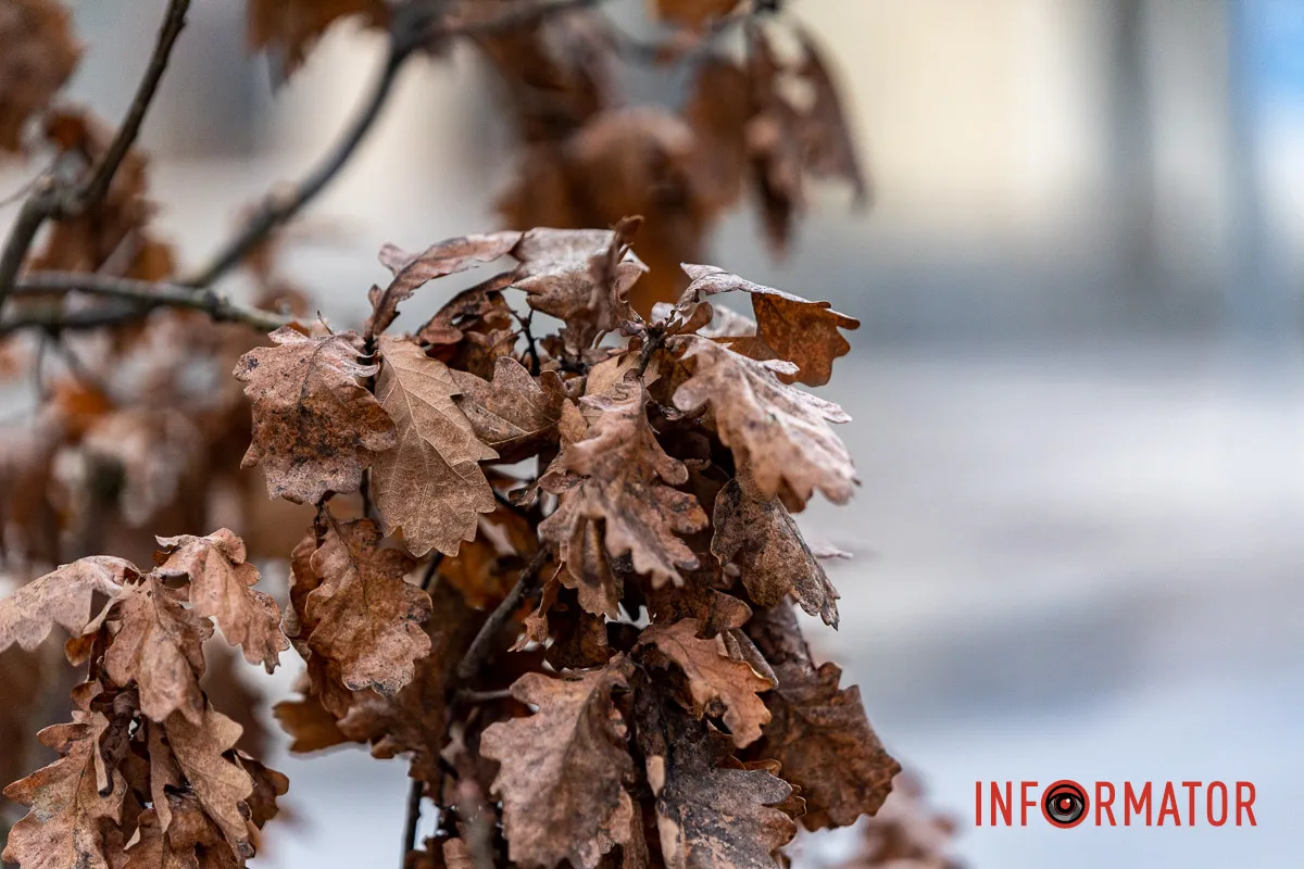 У Дніпрі на Соборній площі під час війни висадили понад 20 кущів дубів 6