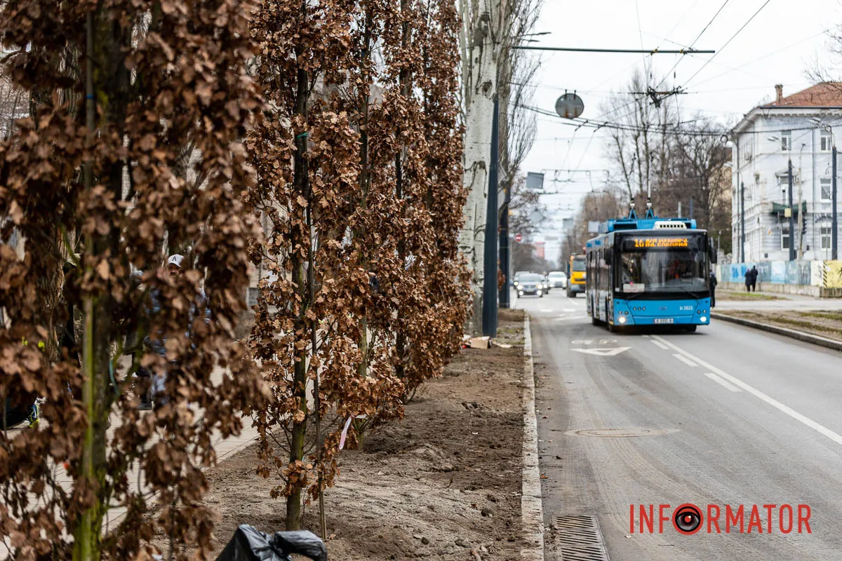 У Дніпрі на Соборній площі під час війни висадили понад 20 кущів дубів 9