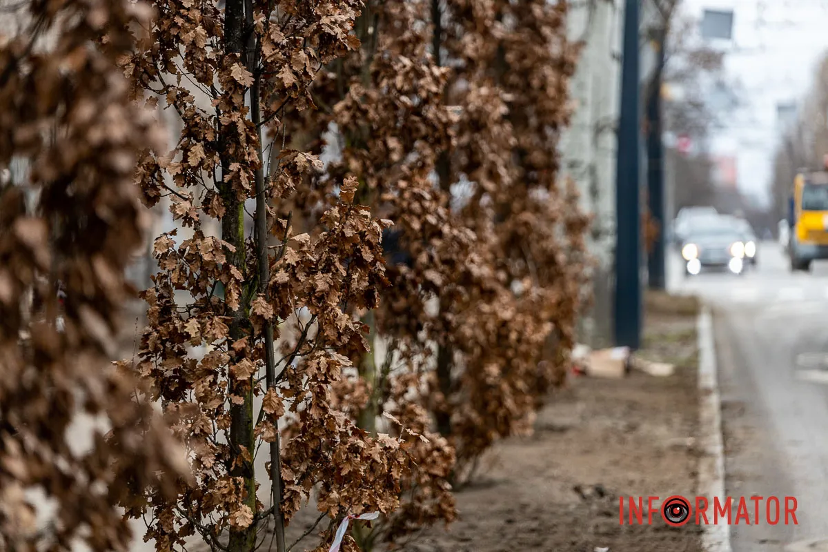 У Дніпрі на Соборній площі під час війни висадили понад 20 кущів дубів 5