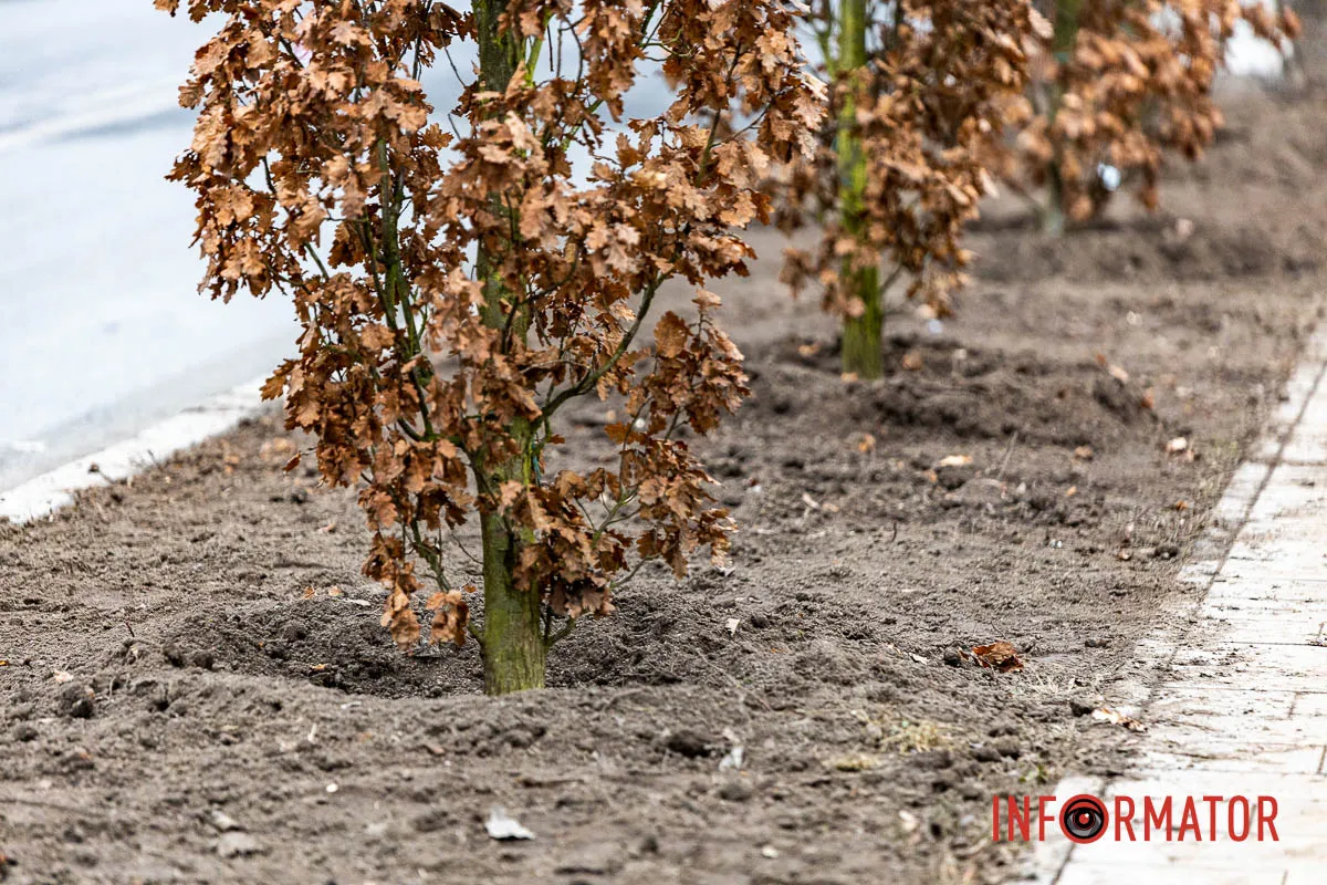 У Дніпрі на Соборній площі під час війни висадили понад 20 кущів дубів 2